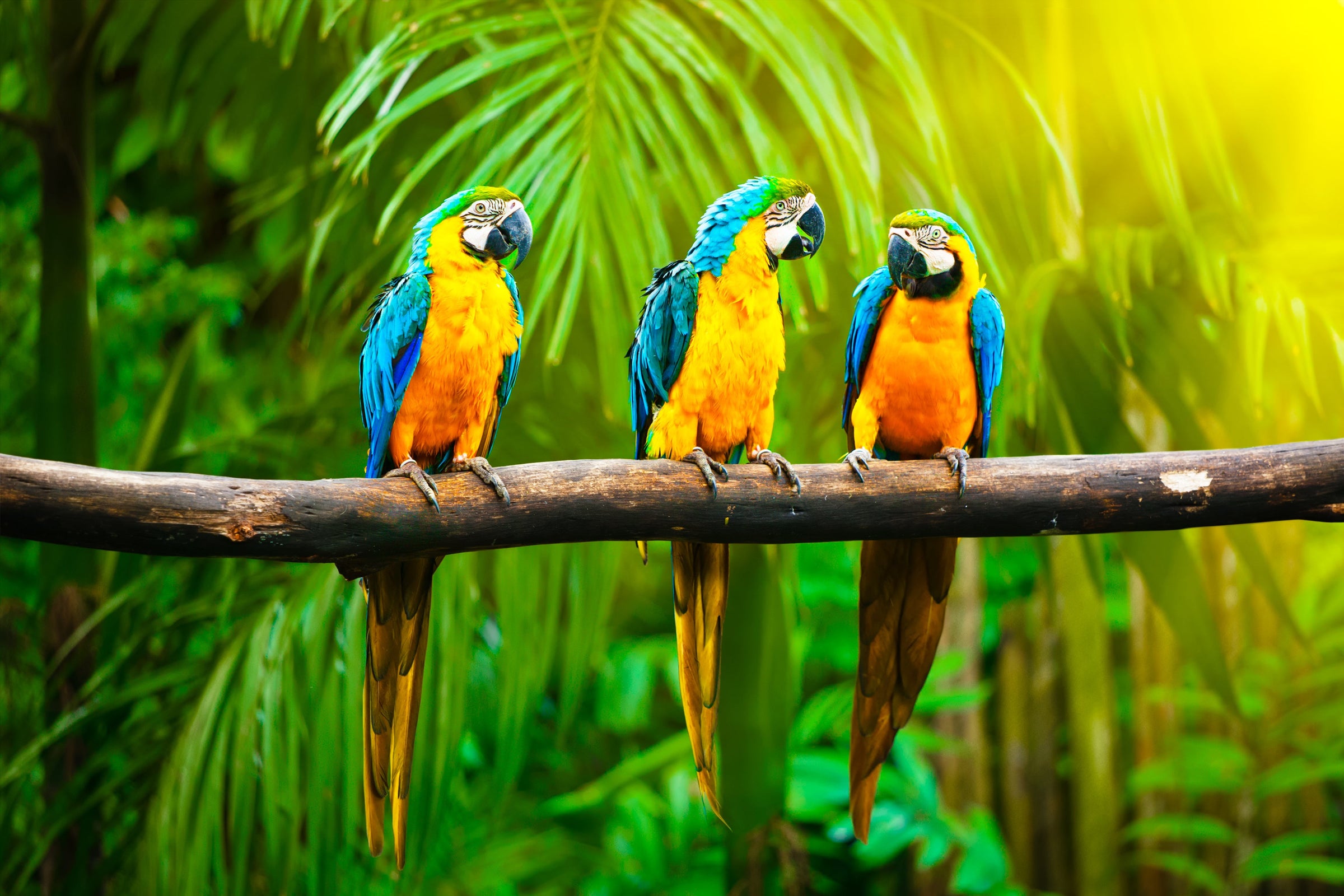 Exotic Birds